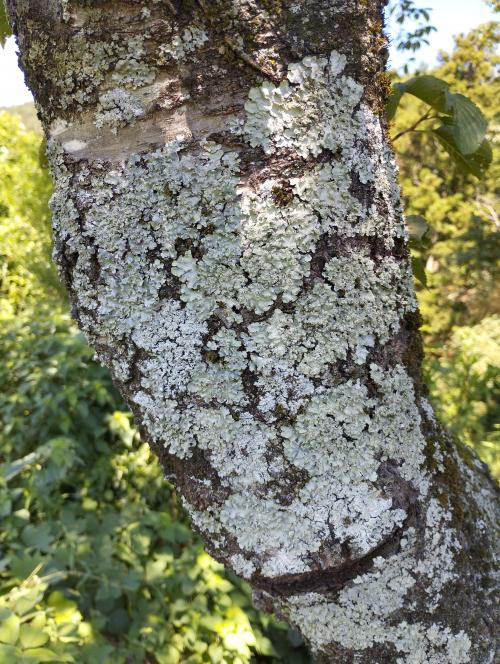 LICHEN